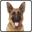 Watch dogs